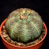 Euphorbia obesa-art70